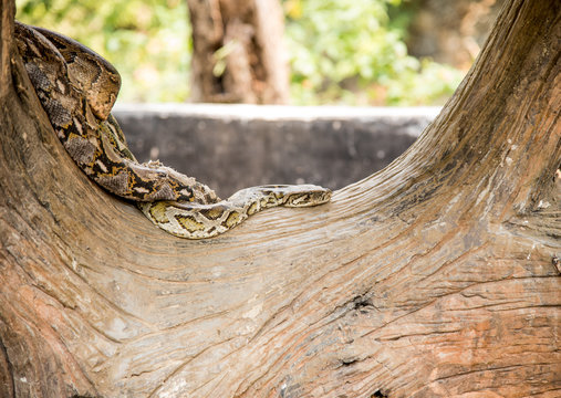  Python