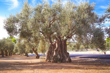 Olive Tree