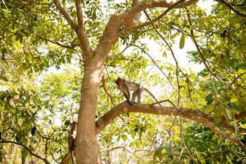 monkey