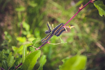 Fototapeta na wymiar Caterpillars on a Plant