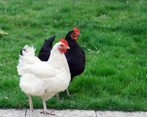 couple de poules noire et blanche en plein air ,picorant dans l'herbe