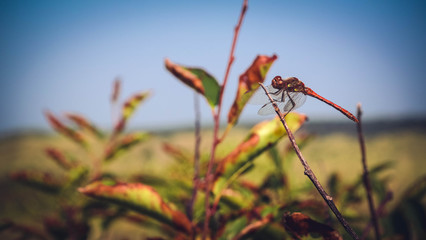 Dragon Fly Odonata