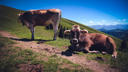 Cows in the Alps