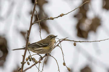 Yellow-rumped warbler in central New Mexico