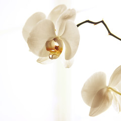 Fototapeta na wymiar white flowers orchid