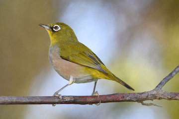 Cape white eye