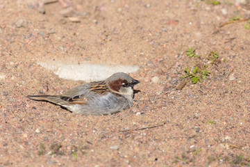 sparrow lying in the sand