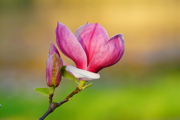 Pink magnolia flowers in Botanical Garden - Magnolia soulangeana