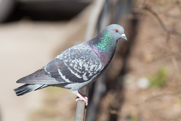 Portrait of a gray pigeon