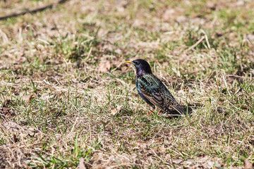 Starling in early spring