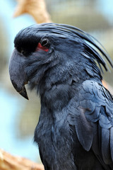 Black cockatoo. © Tomasz Warszewski