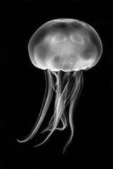 Naklejka premium Moon jellyfish (Aurelia aurita) black and white. Medusae swimming in aquarium lighting, in the family Ulmaridae