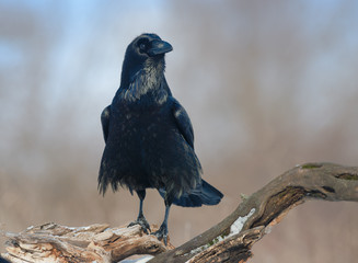 Raven (Corvus corax)
