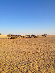 Fototapeta na wymiar Travel on camels in the Sahara desert, Tunisia, Africa