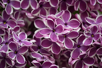 Flowers blossoming lilac in the garden closeup. Nature