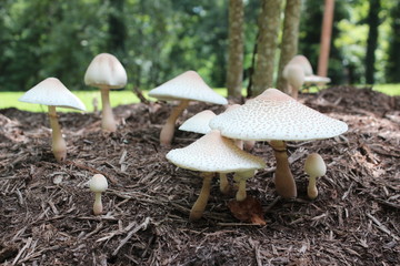 Mushrooms in Mulch