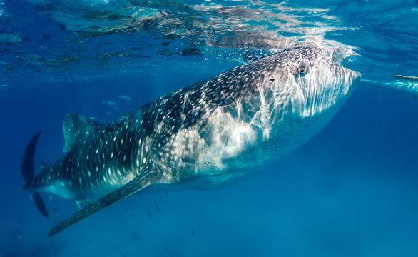 Whale shark feeding near the surface