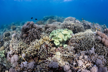 Fototapeta na wymiar Corals in the shallows at Lo'oc