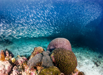 Naklejka premium Swirls of sardines on a tropical coral reef