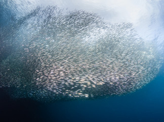 Swirling baitball of Sardines in the ocean