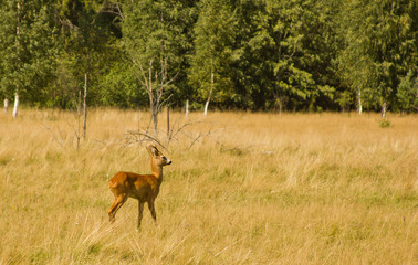 лесная косуля на деревенском поле