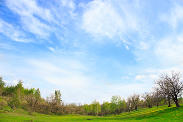 Fototapeta premium Picturesque landscape with green grass and cirrus clouds in summer sunny day