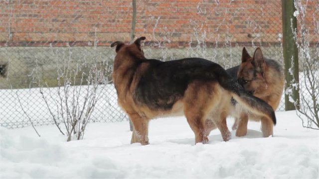Shepherd dogs sniffing each other/Two German Shepherds winter mating and sniffed