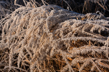Eisblume - durch Raureif verzauberte Pflanze in der Winterlandschaft