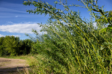 Bushes of weepimg willow tree on the background of blue skies.