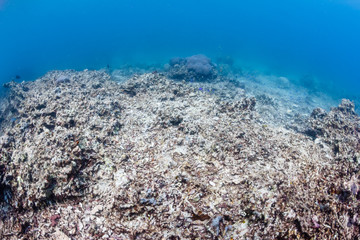 Bleached, dead coral. Global Warming, pollution and manmade activities are damaging coral reef around the world
