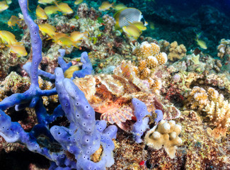 Well camouflaged Scorpionfish on a coral reef
