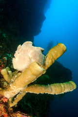 Giant Frogfish on a coral reef sponge