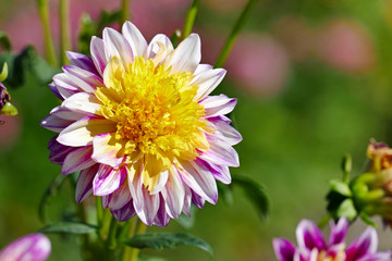 Dahlia flower on a background of a flowerbed.