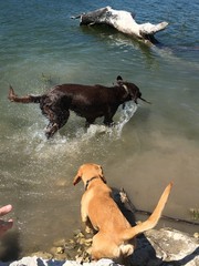 Dogs at lake