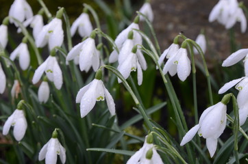 Snowdrops