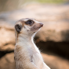 The meerkat