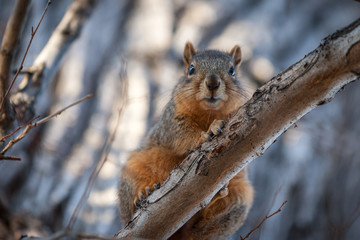 Obraz premium Squirrel in Tree
