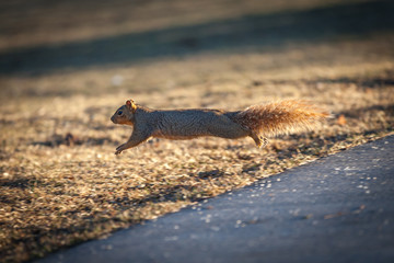 Leaping Squirrel