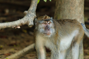 An injured, bleeding long tailed macaque in the rainforest of Borneo