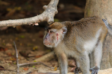 An injured, bleeding long tailed macaque in the rainforest of Borneo