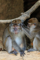 A female macaque grooms a male monkey in the rainforest of Borneo