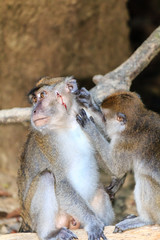 A female macaque grooms a male monkey in the rainforest of Borneo