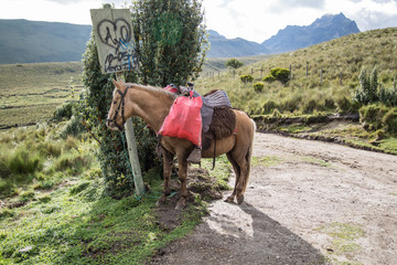 Horse with luggage, Andean, Ecuador