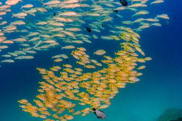 Fototapeta na wymiar Shoal of tropical fish near a small underwater wreck