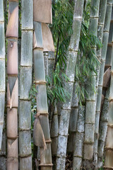 Naklejka premium Guadua Bamboo