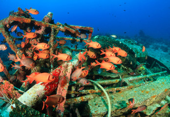 Soldierish swimming over a metal wreck