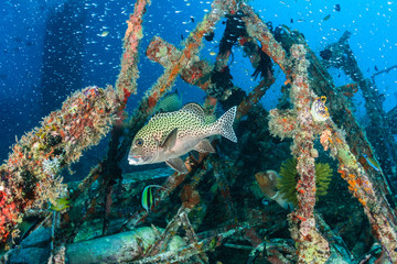 Hundreds of tropical fish around an underwater wreck