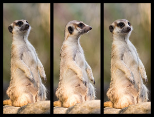 The meerkat