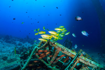 Colorful tropical fish and SCUBA divers swim around the manmade debris of an abandoned oil rig