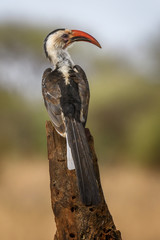 Red-billed hornbill (Tockus erythrorhynchus) at Tarangire National Park, Tanzania, East Africa